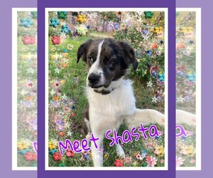 Australian Shepherd-Catahoula Leopard Dog Mix Dogs for adoption in Pipe Creek, TX, USA