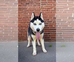 Siberian Husky Dogs for adoption in Randleman , NM, USA