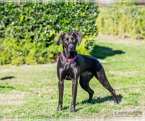 Labrador Retriever-Unknown Mix Dogs for adoption in Clovis, CA, USA