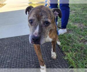 Plott Hound-Unknown Mix Dogs for adoption in Tavares, FL, USA