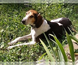 American Foxhound-Treeing Walker Coonhound Mix Dogs for adoption in Morgantown, IN, USA