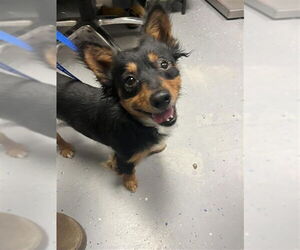 Dachshund Dogs for adoption in Sugar Land, TX, USA
