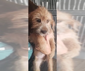 Border Terrier Dogs for adoption in Pembroke, GA, USA