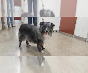 Australian Shepherd Dogs for adoption in Jackson, CA, USA