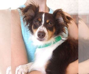 Australian Shepherd Dogs for adoption in Carrollton, TX, USA