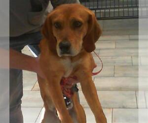Unknown-Vizsla Mix Dogs for adoption in Charlotte, NC, USA