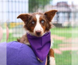 Australian Shepherd-Unknown Mix Dogs for adoption in San Antonio, TX, USA
