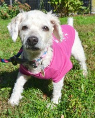 Mutt Dogs for adoption in Huntington, NY, USA