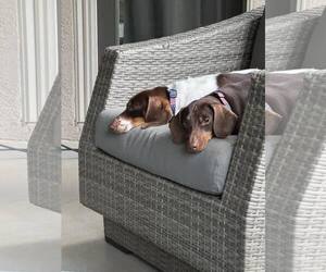 Dachshund Dogs for adoption in York, SC, USA