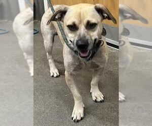 Basenji-Unknown Mix Dogs for adoption in Forestville, MD, USA