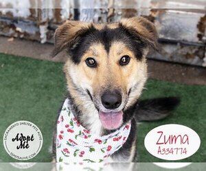 German Shepherd Dog Dogs for adoption in Stockton, CA, USA