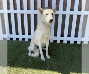 German Shepherd Dog-Unknown Mix Dogs for adoption in Modesto, CA, USA