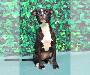 American Boston Bull Terrier Dogs for adoption in Wetumpka, AL, USA