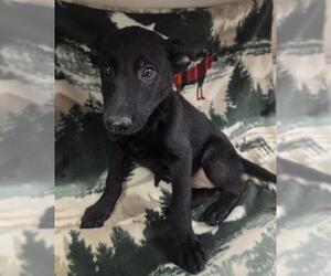 German Shepherd Dog-Unknown Mix Dogs for adoption in HESPERIA, CA, USA