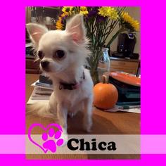 Chihuahua Dogs for adoption in Medford, NJ, USA