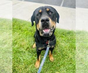 Rottweiler-Unknown Mix Dogs for adoption in Santa Barbara, CA, USA