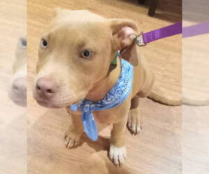 Mutt Dogs for adoption in Frankston, TX, USA