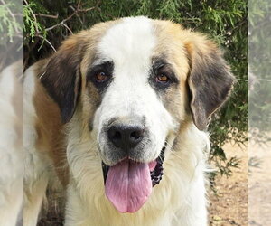 Saint Bernard Dogs for adoption in Albuquerque, NM, USA