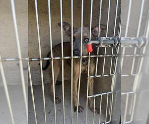 American Pit Bull Terrier-Unknown Mix Dogs for adoption in Oklahoma City, OK, USA