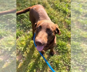 Labrador Retriever-Unknown Mix Dogs for adoption in Woodbury, NY, USA