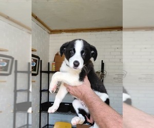 Border Collie-Unknown Mix Dogs for adoption in New Orleans, LA, USA
