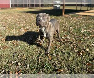 Mutt Dogs for adoption in Grovetown, GA, USA