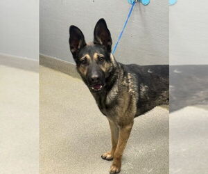 German Shepherd Dog-Unknown Mix Dogs for adoption in Las Vegas, NV, USA