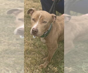 Mutt Dogs for adoption in Forestville, MD, USA