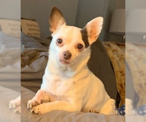 Chihuahua Dogs for adoption in Strongsville, OH, USA