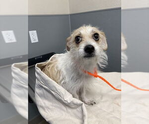 Mutt Dogs for adoption in Las Vegas, NV, USA