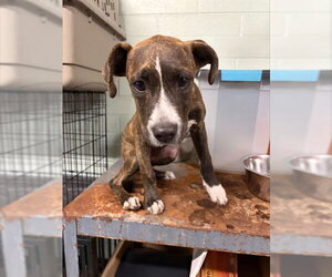 Boxer-Unknown Mix Dogs for adoption in Stockton, CA, USA