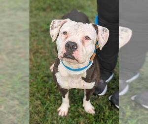 Medium Photo #1 American Bulldog Puppy For Sale in Fort Lauderdale, FL, USA