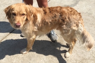 Australian Retriever Dogs for adoption in Murrells Inlet, SC, USA