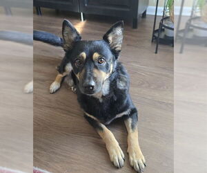 Plott Hound-Unknown Mix Dogs for adoption in Louisville, KY, USA