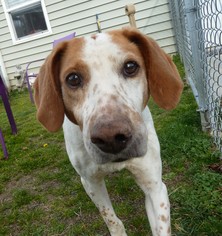 Mutt Dogs for adoption in Ashland, VA, USA