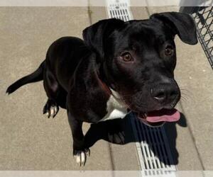 American Pit Bull Terrier Dogs for adoption in Sacramento, CA, USA