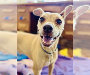 Chihuahua-Unknown Mix Dogs for adoption in Williamsburg, NM, USA