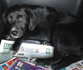 Borador Dogs for adoption in Pembroke, GA, USA