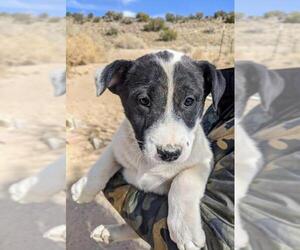 Borador Dogs for adoption in Pena Blanca, NM, USA