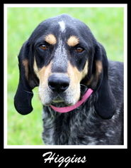 Bluetick Coonhound-Unknown Mix Dogs for adoption in Sullivan, IN, USA