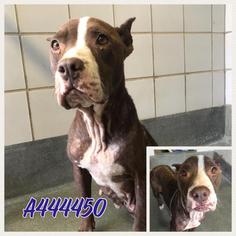 American Pit Bull Terrier Dogs for adoption in San Antonio, TX, USA