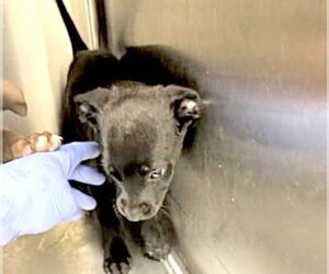 Labrador Retriever Dogs for adoption in Houston, TX, USA