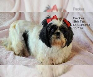 Shih Tzu Dogs for adoption in Bon Carbo, CO, USA