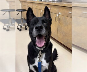German Shepherd Dog-Unknown Mix Dogs for adoption in Center Township, PA, USA