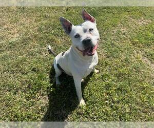 American Pit Bull Terrier-Unknown Mix Dogs for adoption in Ocala, FL, USA