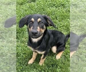 German Shepherd Dog-Unknown Mix Dogs for adoption in Lee's Summit, MO, USA
