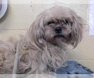 Lhasa Apso Dogs for adoption in Downey, CA, USA