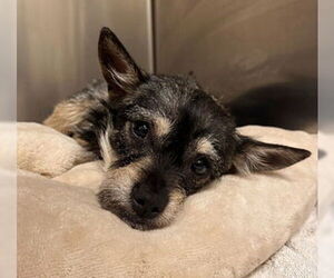 Norwich Terrier-Unknown Mix Dogs for adoption in Fremont, CA, USA