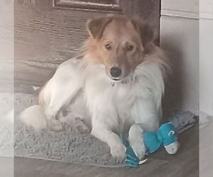 Mutt Dogs for adoption in Fort Wayne, IN, USA