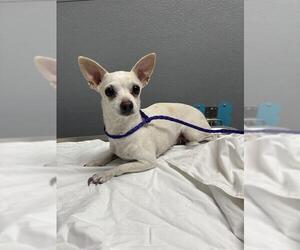 Chihuahua-Unknown Mix Dogs for adoption in Las Vegas, NV, USA